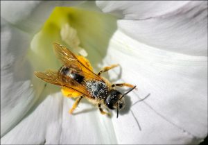 une-abeille-butineuse